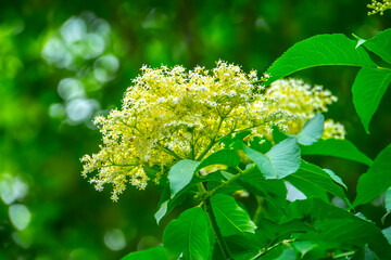 Elderberry flowers on a bush at sunset in summer day