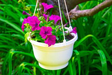 closeup violet Petunia flowers in the garden
