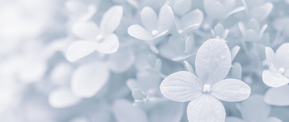 Background of soft white petals of Hydrangea Limelight or Hydrangea