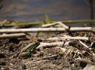 Zielona żaba na brzegu - obrazy, fototapety, plakaty