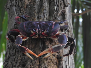 Crab on a rock