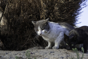 Street abandoned cats
