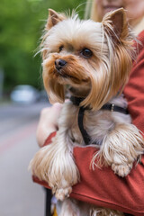 small dog yorkshire terrier in the hands of a blonde woman in a red jacket