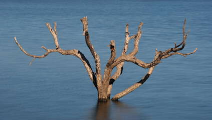 Topo de uma árvore morta e seca de fora da água de um rio com desfoque de movimento da água e...