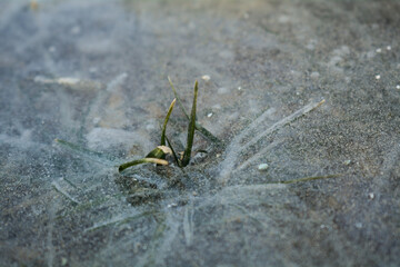 Grass growing through ice