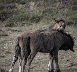 Wild horses in the mountains enjoying the summer!