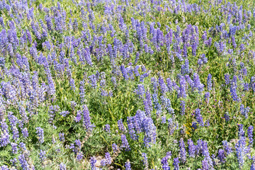 Naklejka premium Large field of purple lupine wilderflowers in bloom in summer