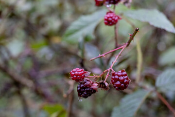 zarzamoras silvestres en la sierra de neverias, autlan de navarro, jalisco mexico