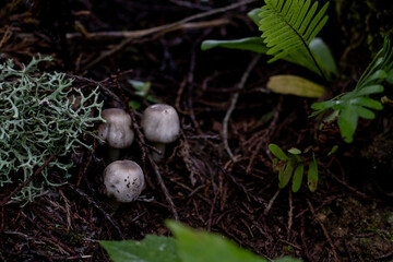 amanecer con neblina en sierra de cacoma