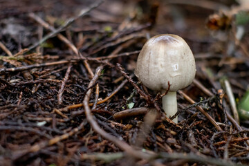 amanecer con neblina en sierra de cacoma