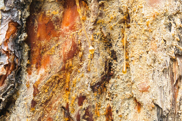 Wood resin coming out of wood. Tree sap coming out of a pine tree. Resin close-up. Extraction of resin from the trunk of a tree.