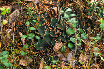 peltigera aphthosa growing in the forest. peltigera aphthosa growing among moss. peltigera aphthosa close-up.