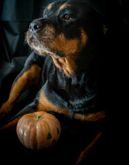 Perro rottweiler con una calabaza de halloween