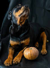 Perro rottweiler con una calabaza de halloween