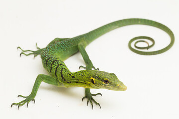 The emerald green tree monitor lizard (Varanus prasinus) isolated on white background