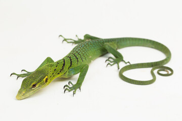 The emerald green tree monitor lizard (Varanus prasinus) isolated on white background