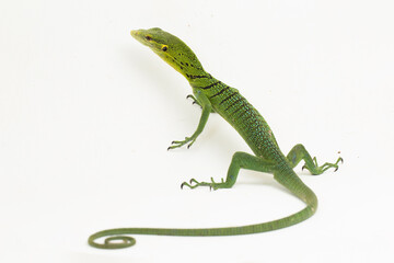 The emerald green tree monitor lizard (Varanus prasinus) isolated on white background