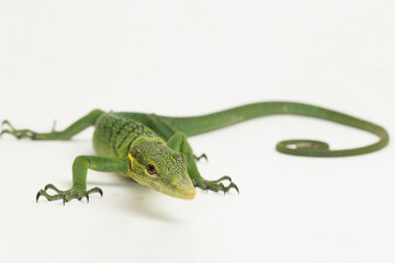 The emerald green tree monitor lizard (Varanus prasinus) isolated on white background
