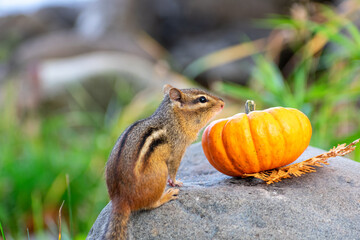 Cute little striped chipmunk sitting on a stone in autumn