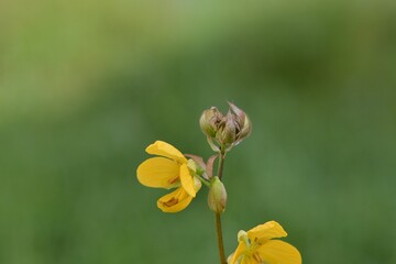 Closeup shot of a Senna occidentalis plant against a green blurred background
