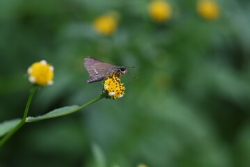 Insects flock to the nectar of Bidens pilosa flowers.