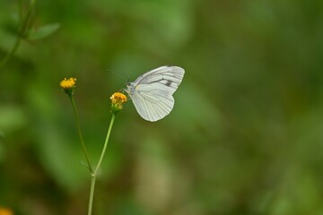 Insects flock to the nectar of Bidens pilosa flowers.