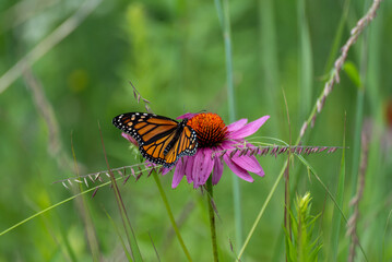 Monarch Butterfly On Prairie Flowers In July