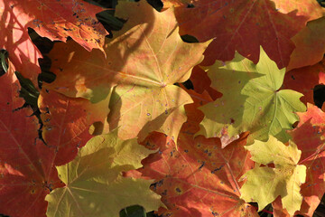 Coloured leaves of fall