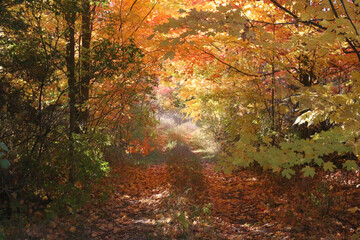 Tractor trail through farmland