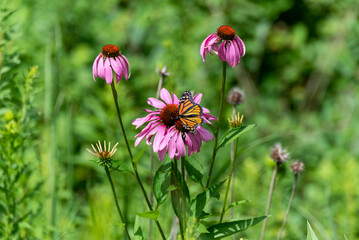Monarch Butterfly On Prairie Flowers In July
