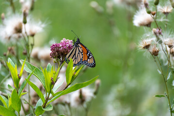 Monarch Butterfly On Prairie Flowers In July