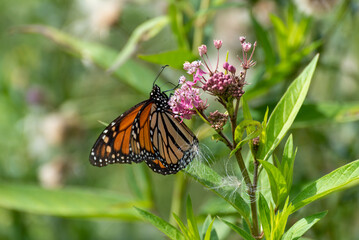 Monarch Butterfly On Prairie Flowers In July