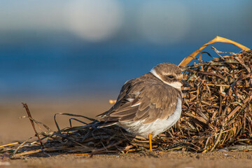 A common ringed plover (Charadrius hiaticula) on a beach