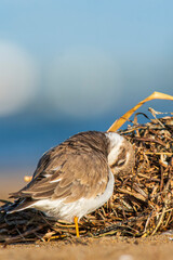 A common ringed plover (Charadrius hiaticula) on a beach