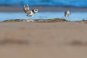 A common ringed plover (Charadrius hiaticula) on a beach