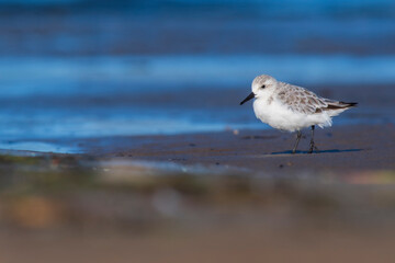 A common ringed plover (Charadrius hiaticula) on a beach