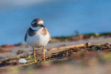 A common ringed plover (Charadrius hiaticula) on a beach