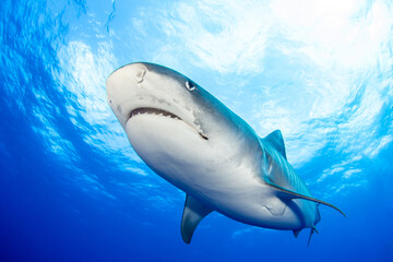 Tiger shark in blue © Tropicalens