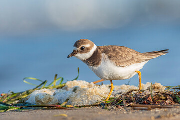 A common ringed plover (Charadrius hiaticula) on a beach