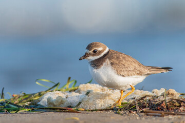 A common ringed plover (Charadrius hiaticula) on a beach