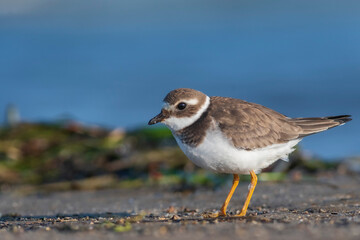 A common ringed plover (Charadrius hiaticula) on a beach