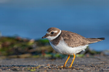 A common ringed plover (Charadrius hiaticula) on a beach