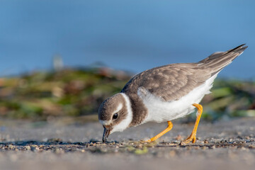 A common ringed plover (Charadrius hiaticula) on a beach
