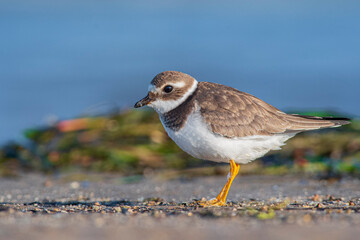 A common ringed plover (Charadrius hiaticula) on a beach