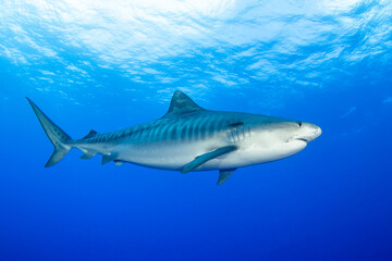 Tiger shark in blue