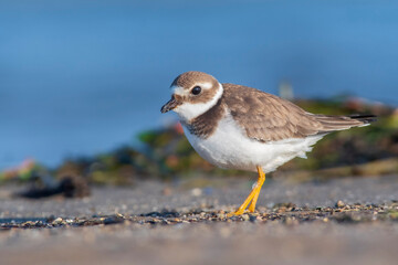 A common ringed plover (Charadrius hiaticula) on a beach