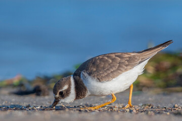 A common ringed plover (Charadrius hiaticula) on a beach