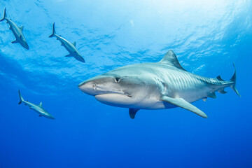 Tiger shark in blue