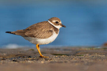 A common ringed plover (Charadrius hiaticula) on a beach