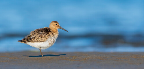 A dunlin (Calidris alpina) on a beach